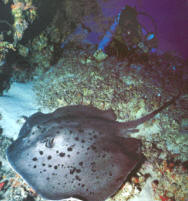 Дайвинг на Мальдивах, подводные погружения